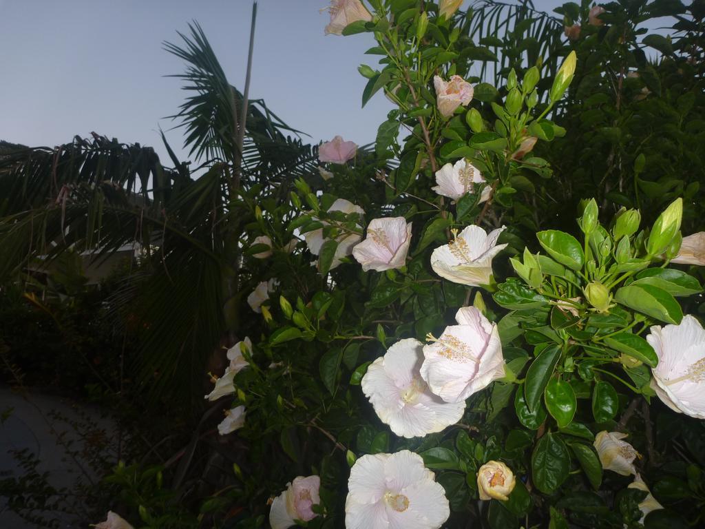 Te Puru Pohutukawa Coast Bnb מראה חיצוני תמונה